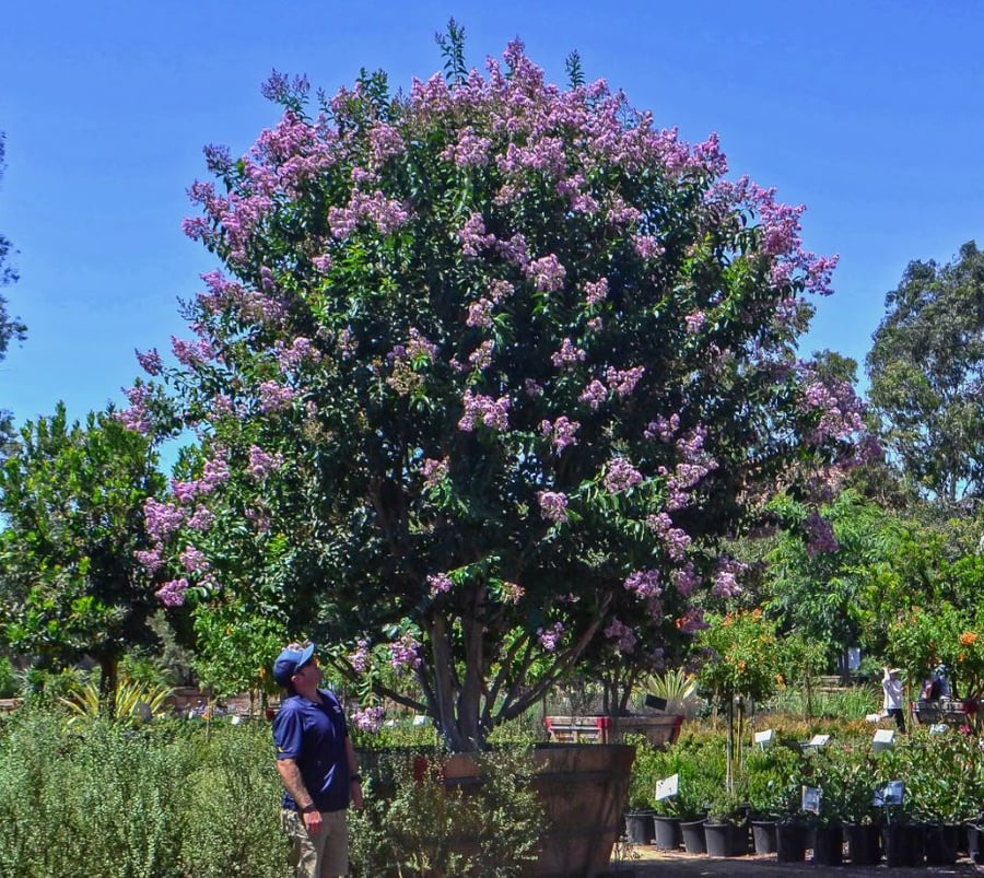 Flowering Desert Trees for Arizona